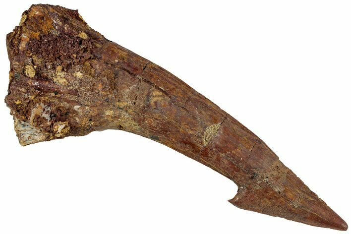 Huge, Fossil Sawfish (Onchopristis) Rostral Barb - Morocco #230988